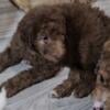 Aussiedoodle puppies ready October 4th  -poodle- goldendoodle- Bernadoodle