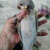 Female Blue Quaker Parrot