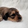 Miniature Long Haired Dachshund AKC