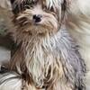 CKC YORKSHIRE TERRIER ( FEMALE) VERY TINY 6 months old 3 Pounds