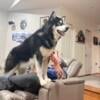 AKC Malamute Puppies in Virginia available 22 JAN 2024