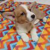 Pembroke Welsh Corgi puppies available 
