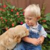 Red golden retriever puppies