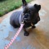 French Bulldog looking for new home