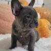 Arlo AKC French Bulldog