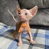 We have a new litter of Sphynx kittens! TICA reg Come see them