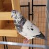 Roller Pigeons For Sale- $25.00