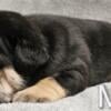 AKC ENGLISH BULLDOG PUPPIES!!