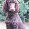 AKC Dark Brown Standard Poodles. Champion Lines Meet Alvin