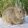 Netherland Dwarf Bunnies