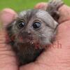 Baby Marmoset Monkey