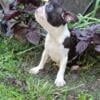 AKC Brindle Splash Male Boston Terrier puppy