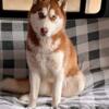 AKC SIBERIAN HUSKY STUD EMBARKED TESTED, proven