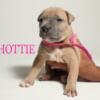 Hottie - Looking for a loving home