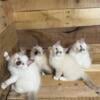 TICA REGISTERED RAGDOLL KITTENS