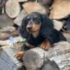 14 Week Miniature Dachshund Girl