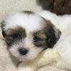 Shihpoo