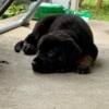 Great Dane German Shepherd 8.5 weeks old