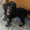 Akc miniature poodle