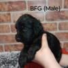 Springerdoodle puppy's for sale!