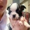 Boston terrier puppies (ready before Christmas )