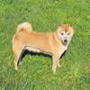 Shiba Inu female available