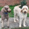 F1B Goldendoodle Puppies