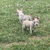Pocket bully puppies 