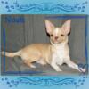 AKC Chihuahua Puppies- longcoat & smoothcoats! ready for their new homes now.