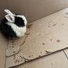Netherland Dwarf mixed with Holland Lop