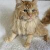 Solid Red Classic Tabby Male Ragdoll ( proven breeder ) Loving and wants to be held