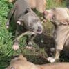 4 female American bully puppies for sale!