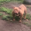 GREAT PRICE Adult female Bully