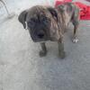 presa canario