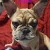 Female AKC Registered Merle with Coco French Bulldog