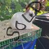 Netherland Dwarf Baby Rabbits