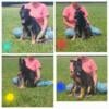 Akc Black & Red German Shepherd Puppies Smart Large Body Excellent Temperment