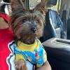 Teacup yorkie 