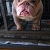 MINI ENGLISH BULLDOG WORKING STUD or FOR SALE