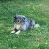 Lucky - Miniature Australian Shepherd Female - 3 years old