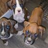 Boxer puppies Jeffersonville, Indiana