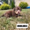 American Bully Puppies