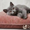 TICA/CFA Home-Raised British Shorthair Kitten - Blue Male (Chicago, IL + delivery available)