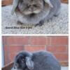Older Holland Lops Deserve Love Too!