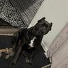 Re homing Cane corso