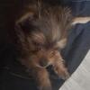 Male Yorkie
