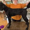 Standard poodle available for stud