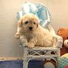 Toy Poodle puppies at affordable prices