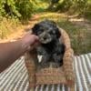 Maltipoo Male ~ Ready to go!