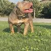 AMERICAN BULLY STUD ALERT